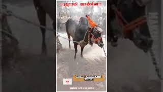 John Cena Bull In Vellorevellore Earuthukattu Rasigan Chennal Office Page