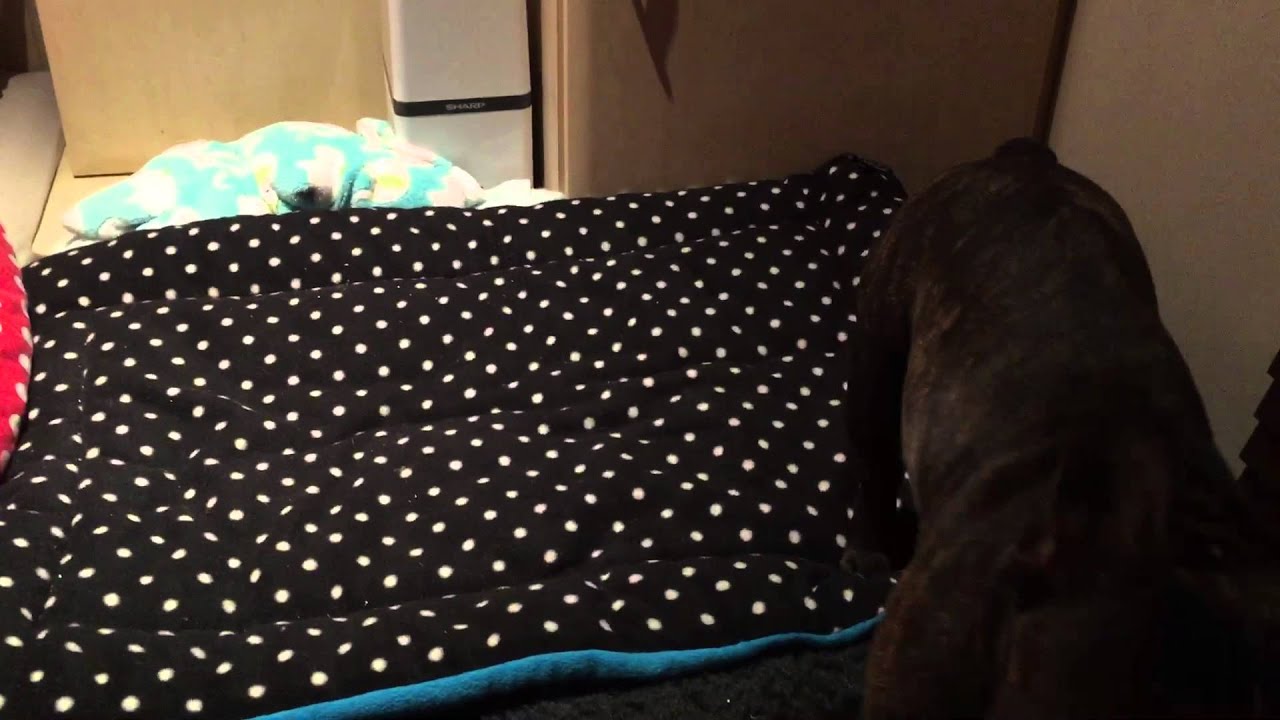 spinderella Ollie's bed time treat routine