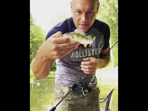 Barsch Angeln an eigenem Teich YouTube