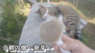 2026 06 02畑　おから