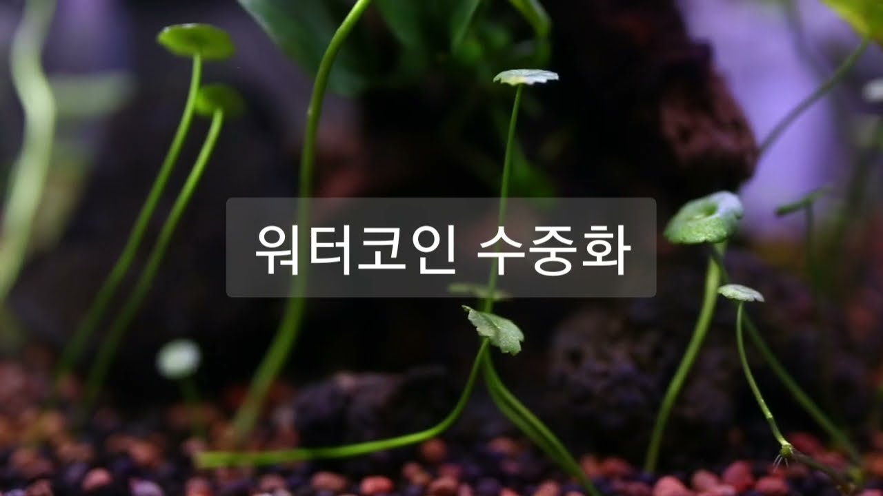 워터코인 수중화(베타어항, betta,water coin)