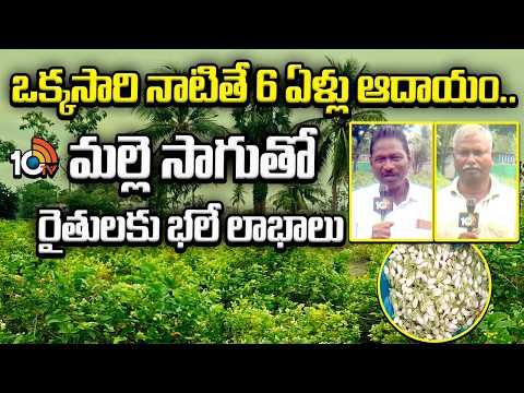 Jasmine Cultivation Benefits |ఒక్కసారి నాటితే 6 ఏళ్లు ఆదాయం.. మల్లె సాగుతో రైతులకు భలే లాభాలు | 10TV - 10TVNEWSTELUGU
