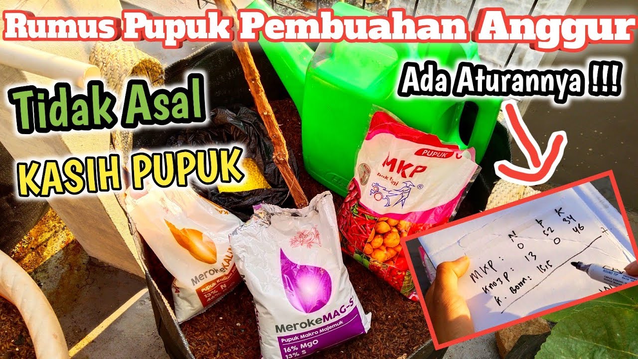 Ilmu Baru...!!! Rumus Pemberian Pupuk Pembuahan Anggur Agar Berbuah Lebat