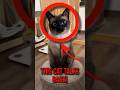 Ref:knMm0dKBgW8 Why siamese cats are the most talkative (and sassiest) cats you ll ever meet!