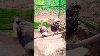 Houdan Chicken🐓