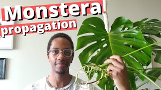 How to propagate a Swiss Cheese Plant | Monstera Deliciosa