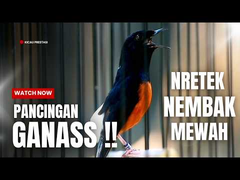 MURAI BATU GACOR FULL ISIAN TEMBAKAN MEWAH SANGAT AMPUH MELATIH MURAI BATU EMOSI BONGKAR ISIAN