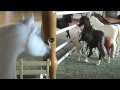 Breyer Horse Movie The New Horses