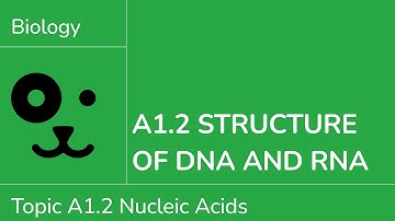 A1.2 Structure of DNA and RNA [IB Biology SL/HL]