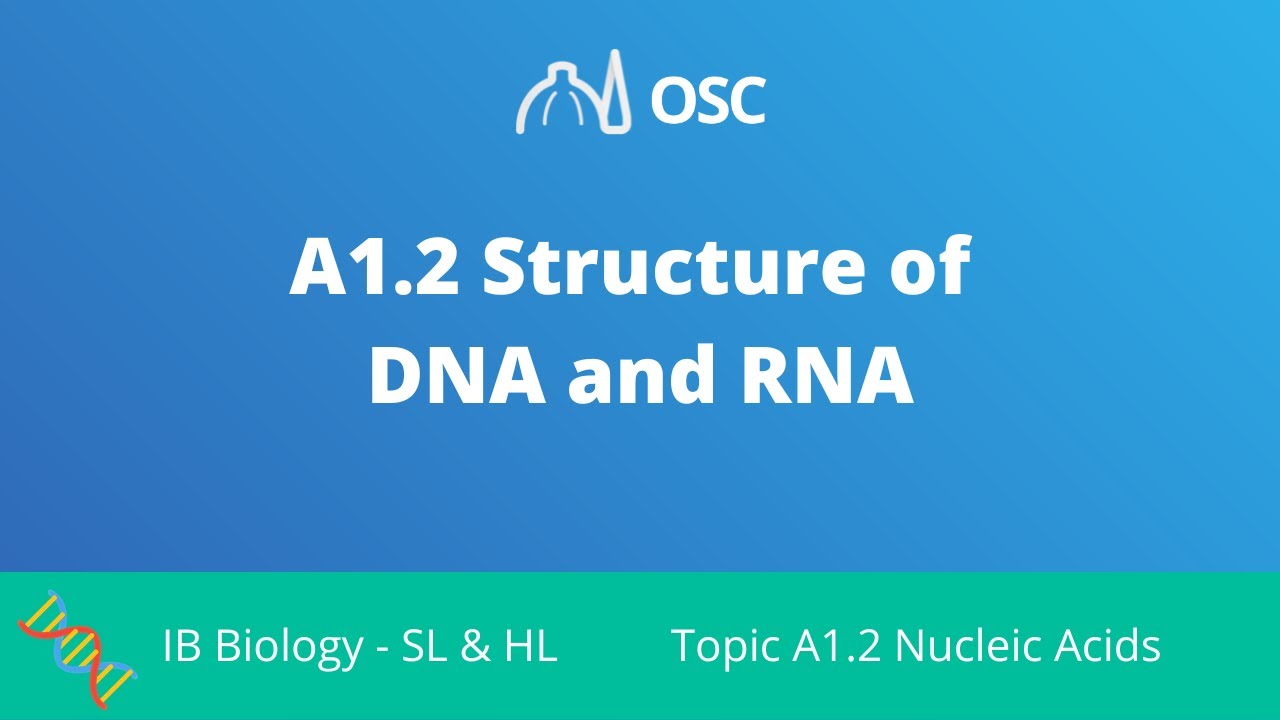⁣A1.2 Structure of DNA and RNA [IB Biology SL/HL]
