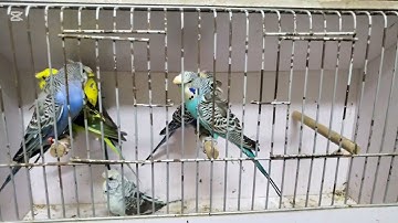 BW Exhi Hago werkend