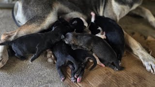 It's really strange, dogs actually have so many babies that are just born.