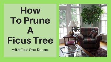 Prune Your Indoor Ficus Tree for Long-term Health and Growth