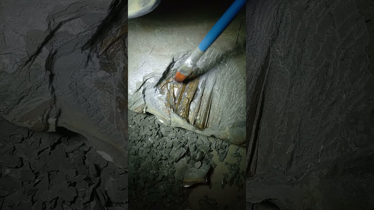 Fossil Preparation | Jurassic Ichthyosaur