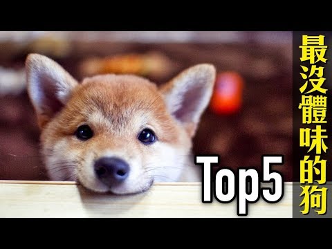 體味最輕的5種狗狗 你的寶貝也在其中嗎 Youtube
