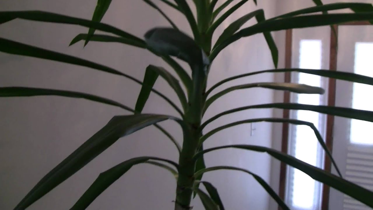 overgrown houseplant - youtube overgrown houseplant - youtube