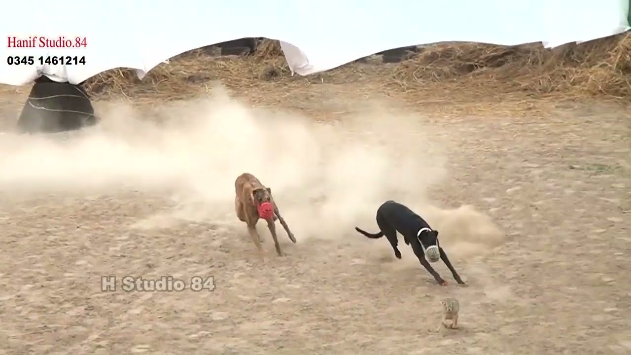 Coursing Race round 4 Yar Badsha Dhuryana coursing club Dhori 10 Feb 2026