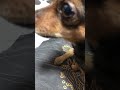 Принц со вкусными косточками #домашниелюбимцы