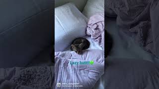 My lazy butt kitty!! My lazy butt kitty!!