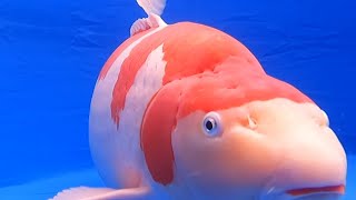 Nagaoka Koi Show G.C. - NND Kohaku 88cm  - Part 1