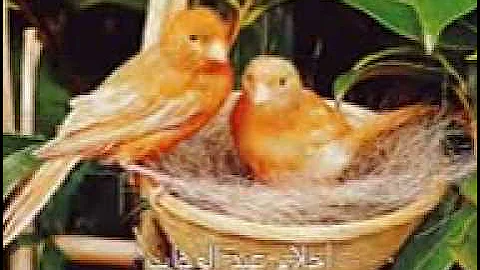 و يا عيني عـ الدنيا 