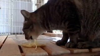 ラーメンを食べる猫 Cat To Eat Ramen Youtube