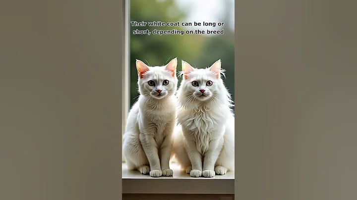 Watch the video about White Cat | Cat Sound | Cute Cat & Kitten Videos | Cute & Funny Cat Video | cute | meow | CatVideo