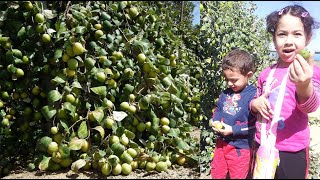 زراعة السدر التفاحي أو السدر التايلندي بالعقلة