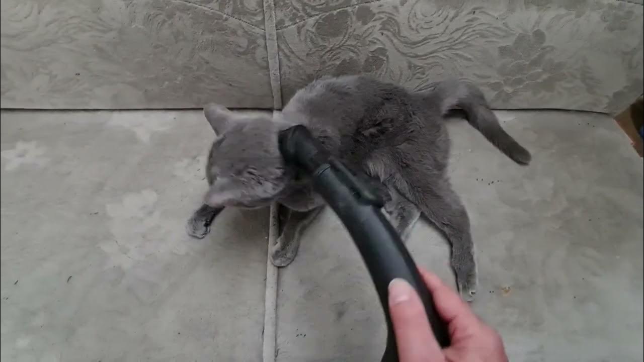 Cat Vacuuming YouTube