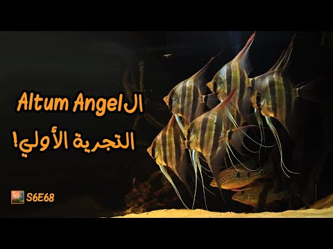 668 ال   التجربة الأولي