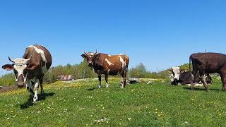 Mutlu Inekler Ülkesi Happy Cowland