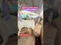 DEONAR BAKRA MANDI LATEST UPDATE #trending #goat #viral #youtubeshorts #deonar #shorts #goatsale