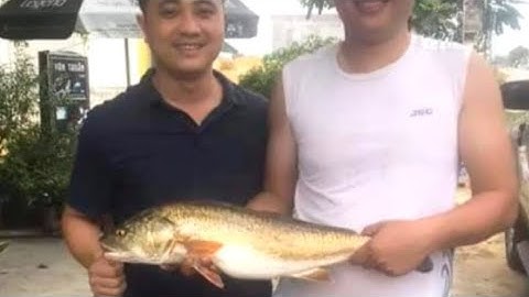 Cần thủ nghệ an câu được cá sủ vàng nặng 5kg với mức giá khủng