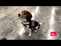 Beagle Brigade Protecting U.S. Agriculture