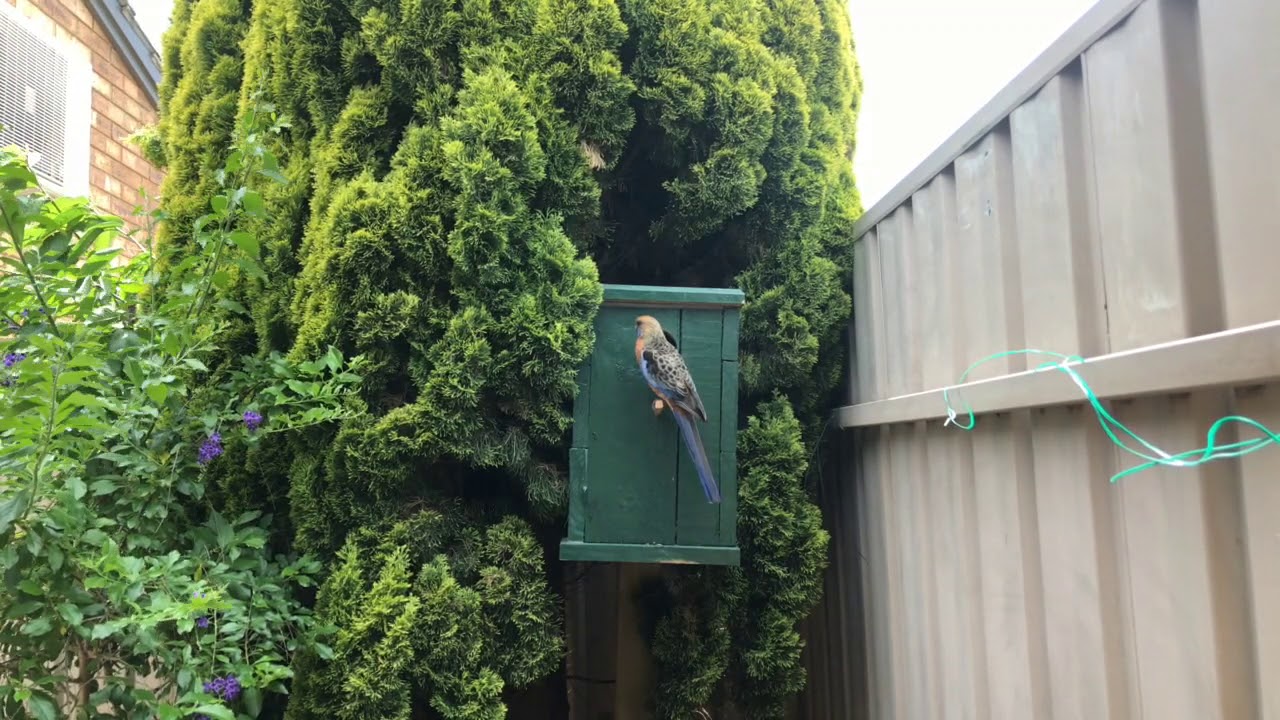 Adelaide Rosellas 19th Dec 2017 