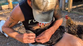 Fix Broken Chicken Leg with a Pencil