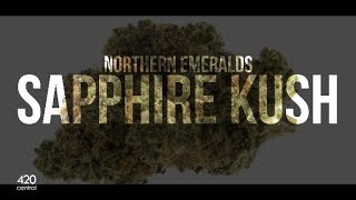 Sapphire Kush - Strain Review | 420 Central