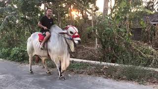 #Storywasapi #Storywavirall STORY WA - NAIK SAPI WOW