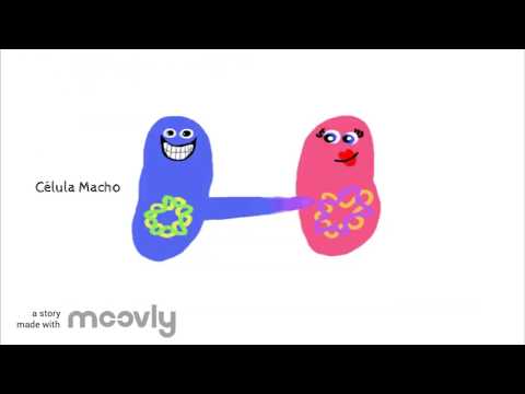 Video: ¿Qué es la recombinación en microbiología?