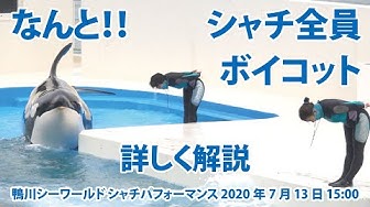シャチ Youtube シャチ Youtube