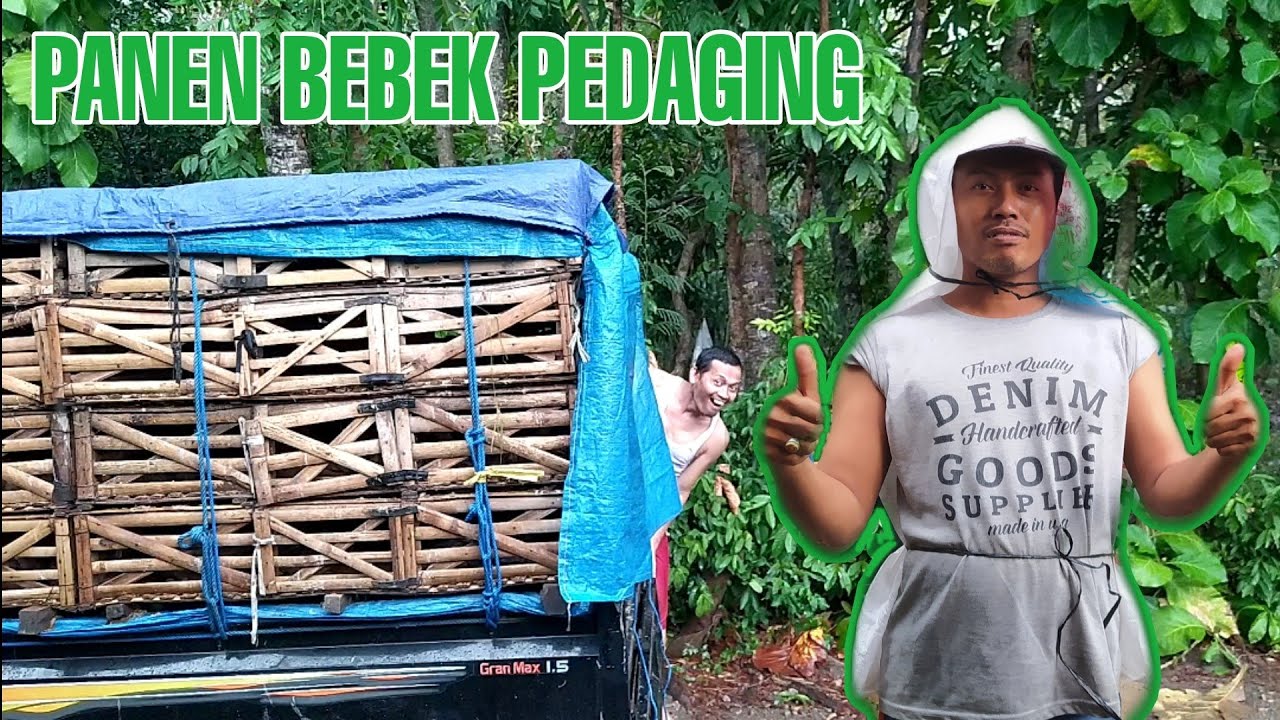Panen Bebek Pedaging umur 50hari 