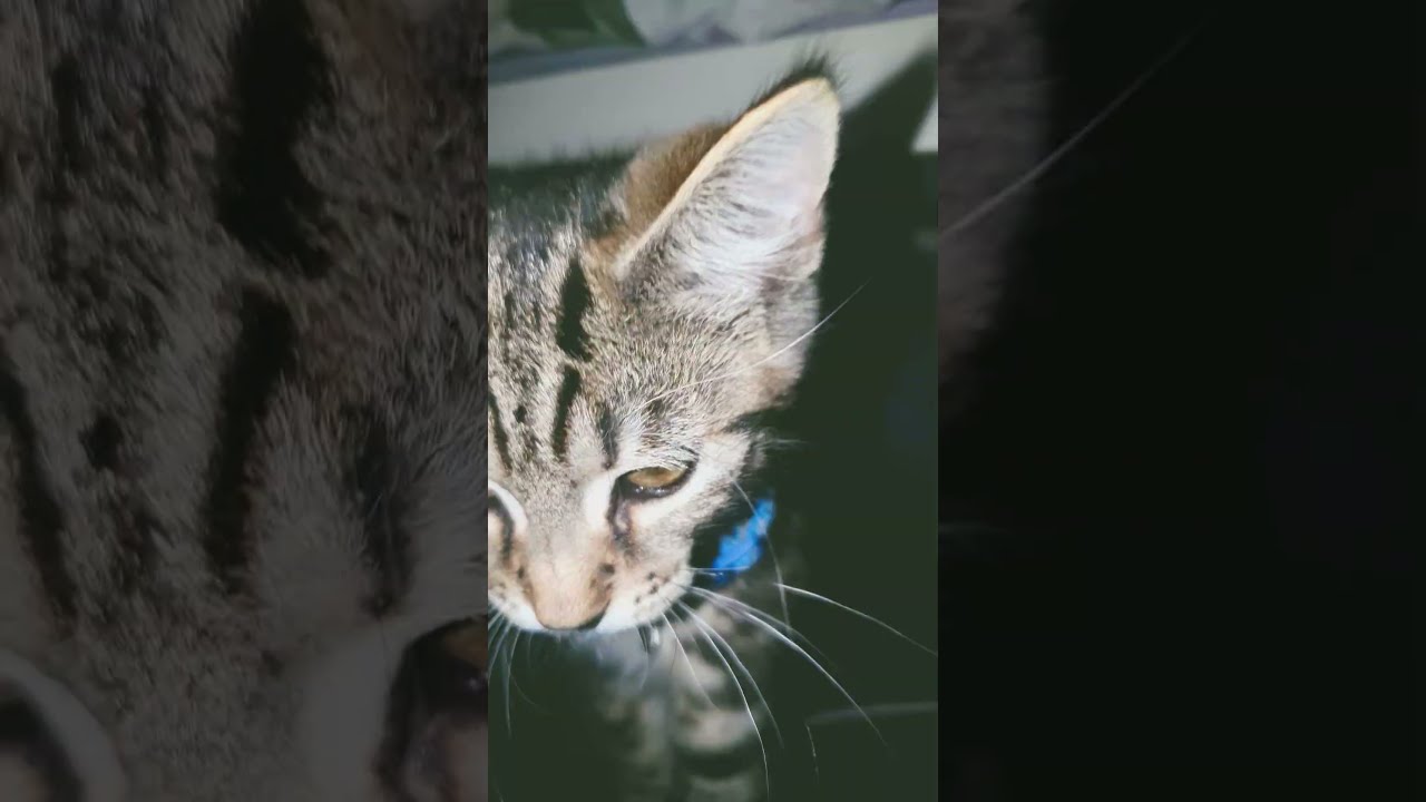 How Cute Is My Kitten