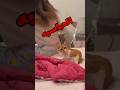 قطط وحيوانات بتتكلم مسخرة قطط خدلك ضحكه مع اسامه كوميدي حيوانات مضحكه ضحك اضحك من قلبك ضحك