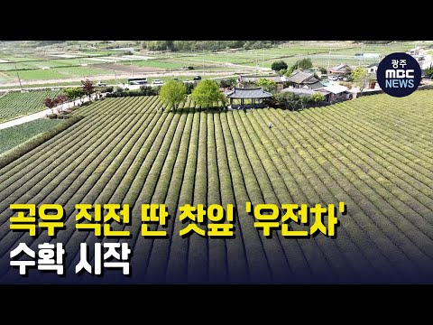 <strong>곡우</strong> 직전 딴 찻잎 &amp;#39;우전차&amp;#39;‥수확 시작 (뉴스데스크 2023.4.17 광주MBC)