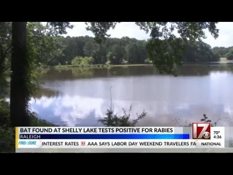 Bat found at Raleigh lake tests positive for rabies