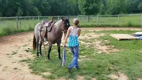 Silas first time with back cinch and crossing  the tetter totter bridge.