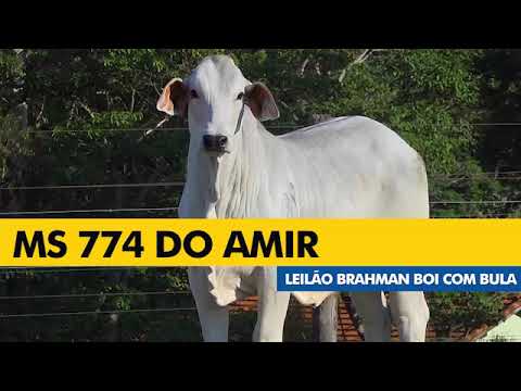 LOTE 35 - AMIS 774