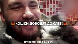 😹Смех до слез: смешные кошки в лучших приколах!🐈 Выпуск 785