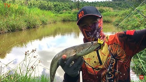 Chia Sẻ Kinh Nghiệm Câu Mồi Mềm NFF Và Test Con Nhái Hơi Nhạy Cá Lóc | Câu cá Lóc Tự Nhiên