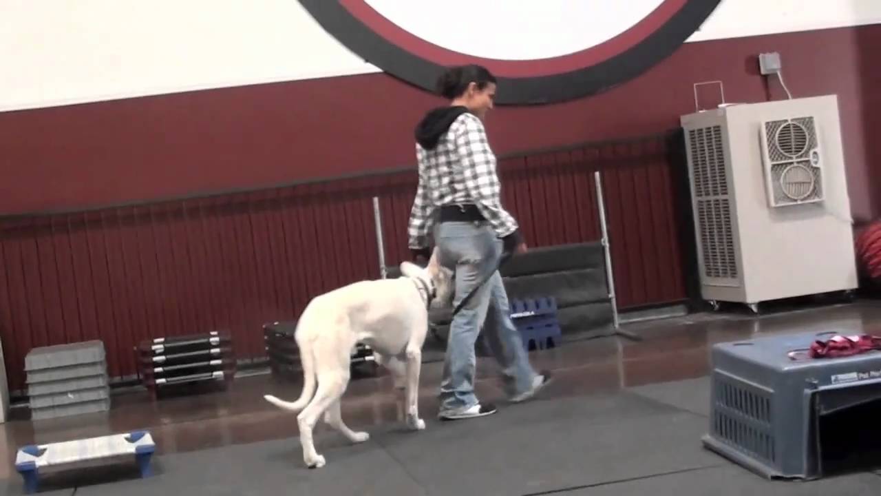 Pet Behavior training - White German Shepherd - YouTube